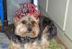 Celebrate New Year's Party With Your Pets